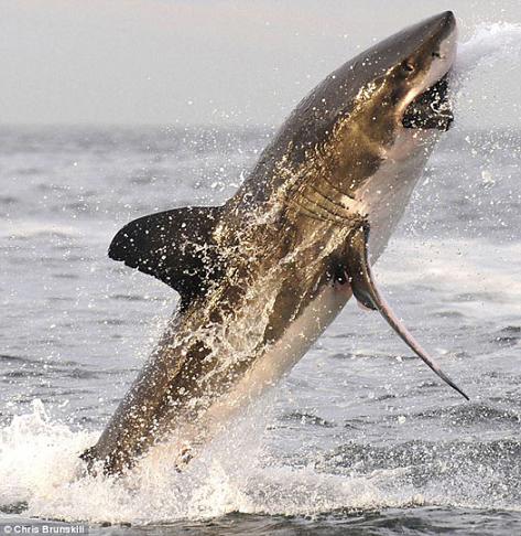 组图:摄影师捕捉大白鲨捕食瞬间 场面惊心动魄