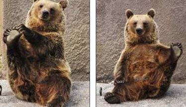 组图：芬兰动物园棕熊做瑜伽