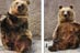 组图：芬兰动物园棕熊做瑜伽
