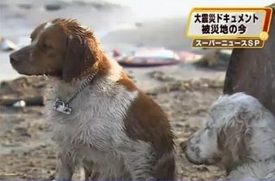 日本地震后的“狗坚强”疑在海上漂流18天仍然生存