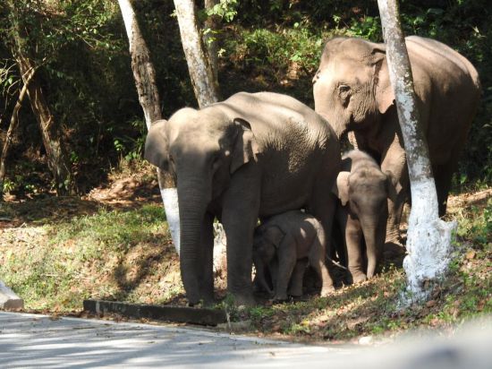 共建地球生命共同体丨云南：多举措守护亚洲象