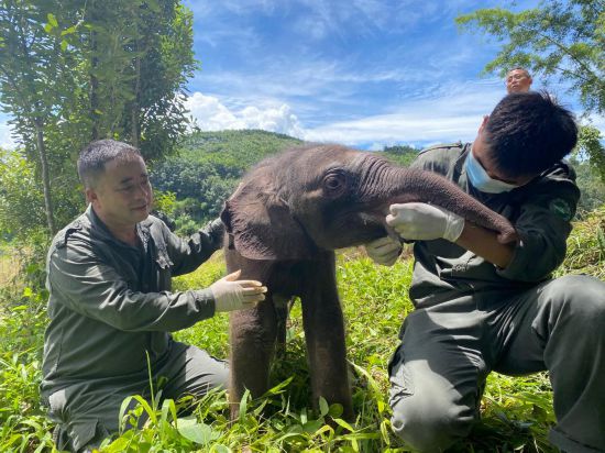 共建地球生命共同体丨云南：多举措守护亚洲象