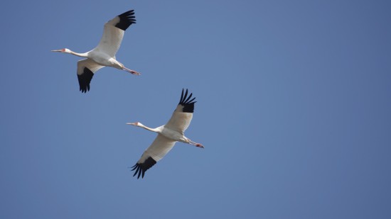 鄱阳湖白鹤保护案例进入“全球典型案例”名单