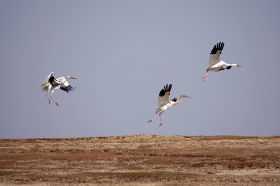 鄱阳湖白鹤保护案例进入“全球典型案例”名单