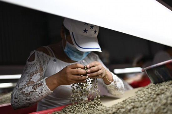 5月6日，在洪齐拉斯马尔卡拉的一家咖啡工场，工东说念主手工挑选不同等第的咖啡生豆。