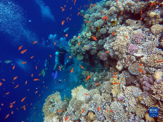  10月2日，人们在埃及西奈半岛达哈布蓝洞内的珊瑚旁深潜。新华社记者 隋先凯 摄