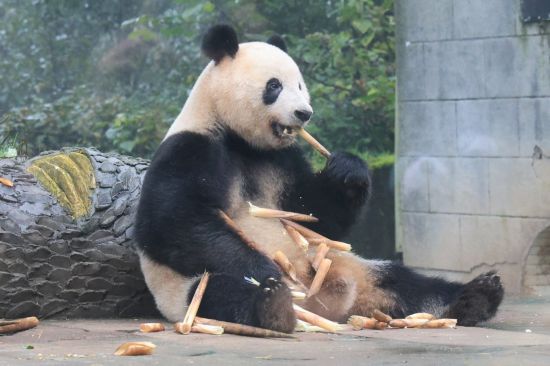 在中国大熊猫保护研究中心雅安基地拍摄的大熊猫“香香”（11月8日摄）。新华社发（陈居伟 摄）