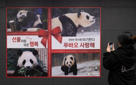 2月16日，在韩国首尔的地铁站，市民给大熊猫“福宝”海报拍照。新华社发（全休相摄）