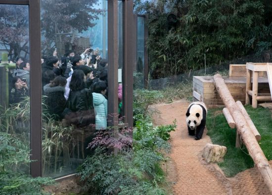 2月20日，韩国民众在韩国爱宝乐园参观大熊猫“福宝”。新华社记者姚琪琳摄