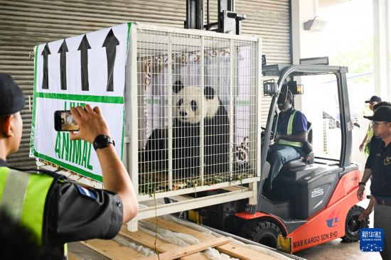 5月18日，在马来西亚吉隆坡国际机场，工作人员运送大熊猫。新华社记者 程一恒 摄
