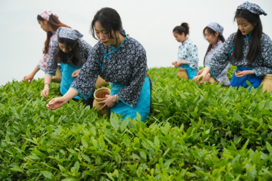 4月26日，在重庆市綦江区石角镇新农村，采茶姑娘在茶园内采摘鲜茶叶。新华社发（李晓果 摄）