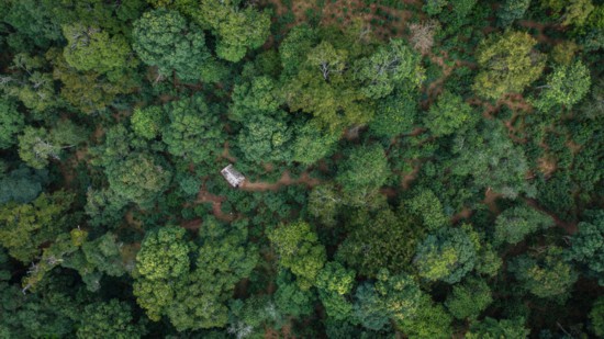 云南景迈山大平掌古茶林一景（无人机照片，2023年9月14日摄）。新华社记者胡超 摄