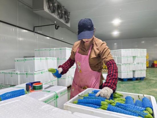 在宁夏兴耘田现代农业开发有限公司冷库中，工人正在封装蔬菜。新华社记者 马思嘉 摄