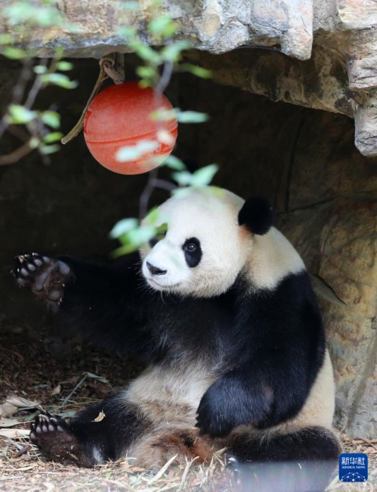11月10日,大熊猫“怡兰”在澳大利亚阿德莱德动物园玩耍。新华社记者 马平 摄
