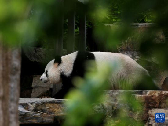 11月10日,大熊猫“星秋”在澳大利亚阿德莱德动物园散步。新华社记者 马平 摄