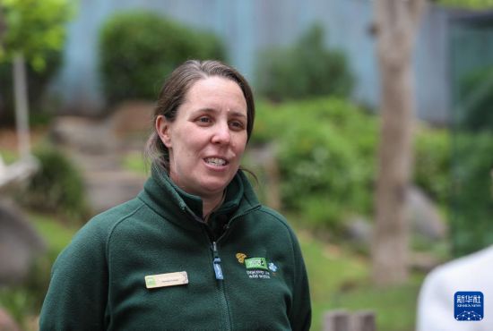 11月10日,在澳大利亚阿德莱德,阿德莱德动物园大熊猫管理员阿利娅·海沃德接受新华社采访。新华社记者 马平 摄