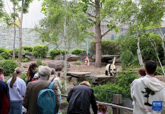 11月10日,游客在澳大利亚阿德莱德动物园观看大熊猫。新华社记者 马平 摄