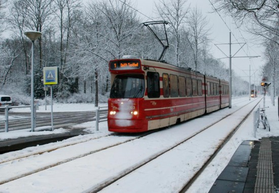 荷兰发现奶牛感染禽流感&nbsp; 或为美国以外首例（荷兰奶牛数量）