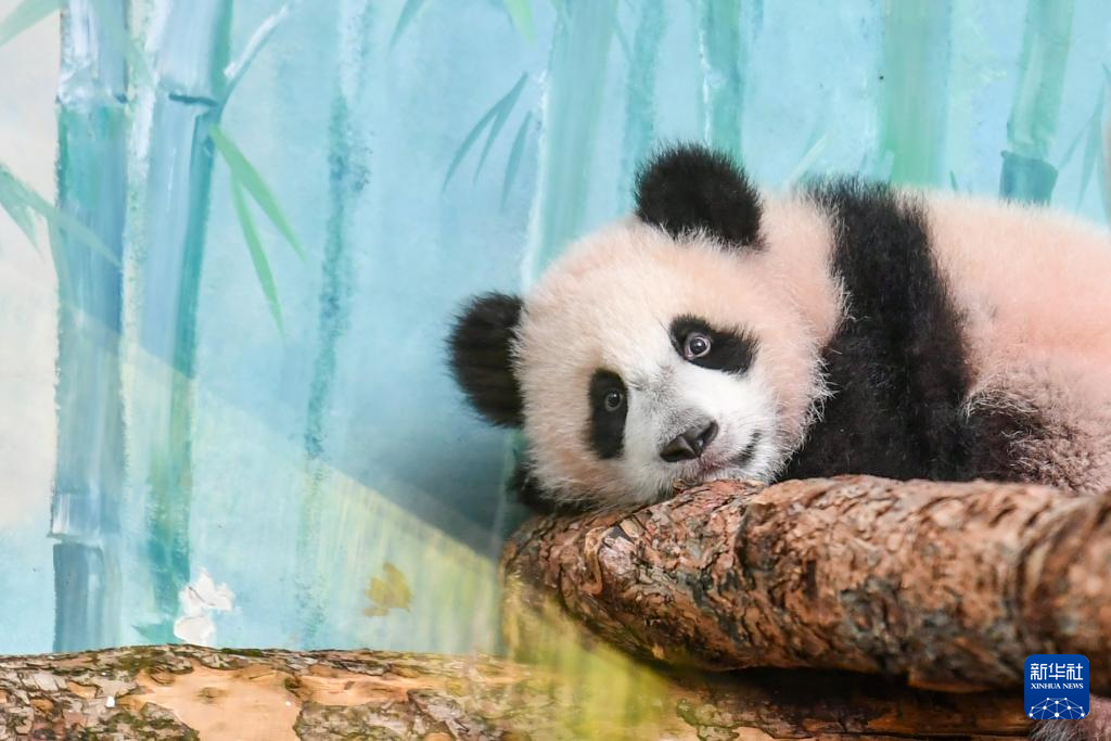 首只在俄出生大熊猫“喀秋莎”与公众见面