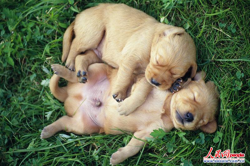 两只睡觉的狗(图片来源:东方ic 版权所有,盗用必究)