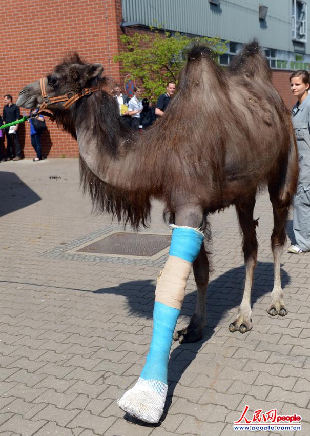 德国柏林一只母骆驼安上了假肢.(图片来源:东方ic,版权所有,违者必究)