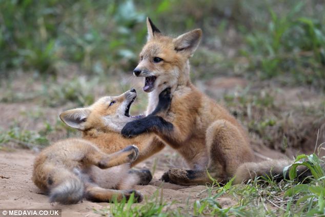 组图活泼好动的小狐狸兄弟超萌6
