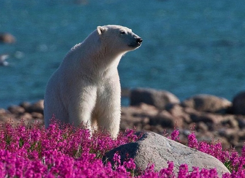 组图北极熊在野花丛中打滚卖萌8