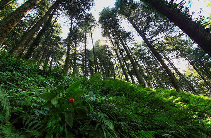 ��Ӱʦ�ı���ӡ�ȣ�Զ�������������ģ�������ͼ����5��