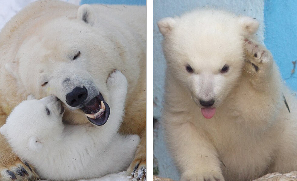 ����˹���������Ƕ���԰�����������������ճ����ı�����ѩ������Ϸ���֣��Ȼ��ڶ��ο͡�����ҳ��ͼ��