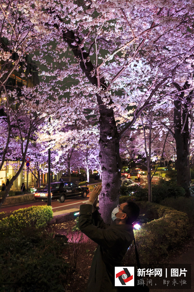 流光溢彩东京六本木地区夜樱胜美绽放组图4