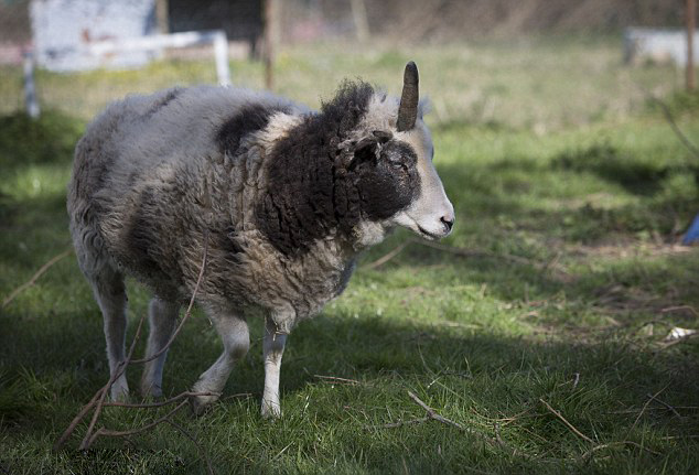 英独角羊意外走红 获"独角兽"美誉(组图)