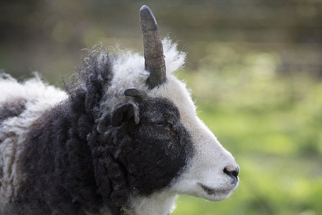 英独角羊意外走红获独角兽美誉组图3