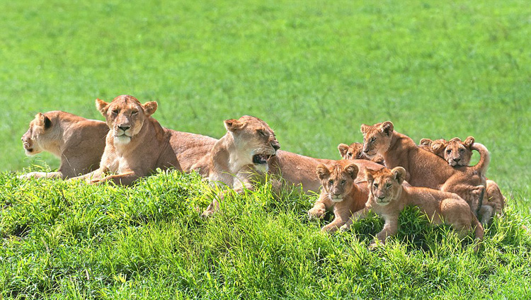 茄子坦桑尼亚狮子照全家福镜头感十足组图2