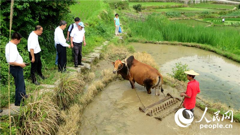 �ܸ���һ�������ֵ��㹲�����ı������뵱��ũ������佻����������������ѩ��