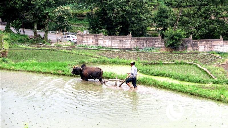 ���ڵ��θ��ӣ���ţ���ǵ����˵Ĵ�ͳ��Ҫ�������ߡ�������������ѩ��