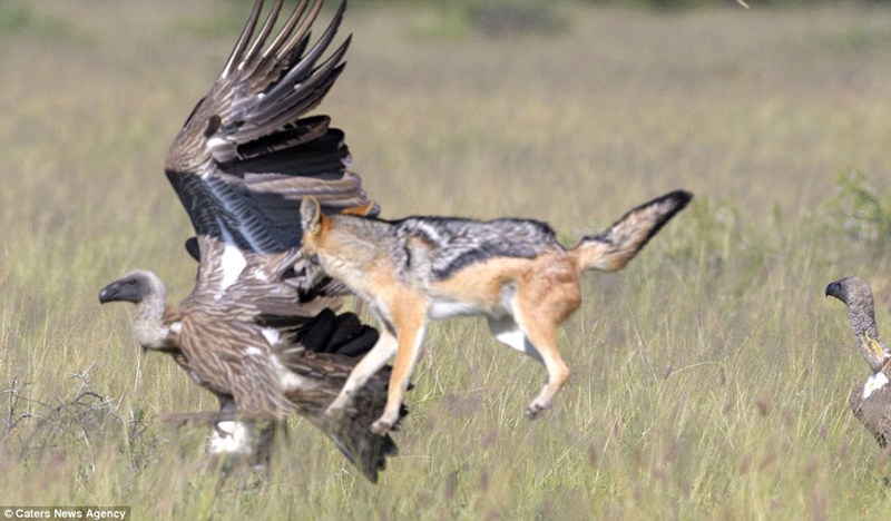 以少胜多为守住晚餐豺狼孤身奋战6只秃鹰4