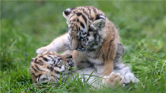 英国动物园东北虎幼崽玩耍嬉闹