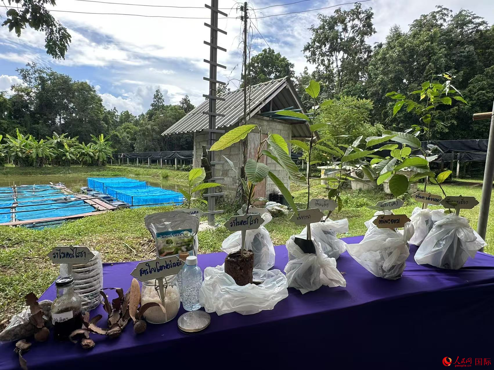 朱拉隆功大学楠府研究中心培育的优质树苗。人民网记者 孙广勇摄