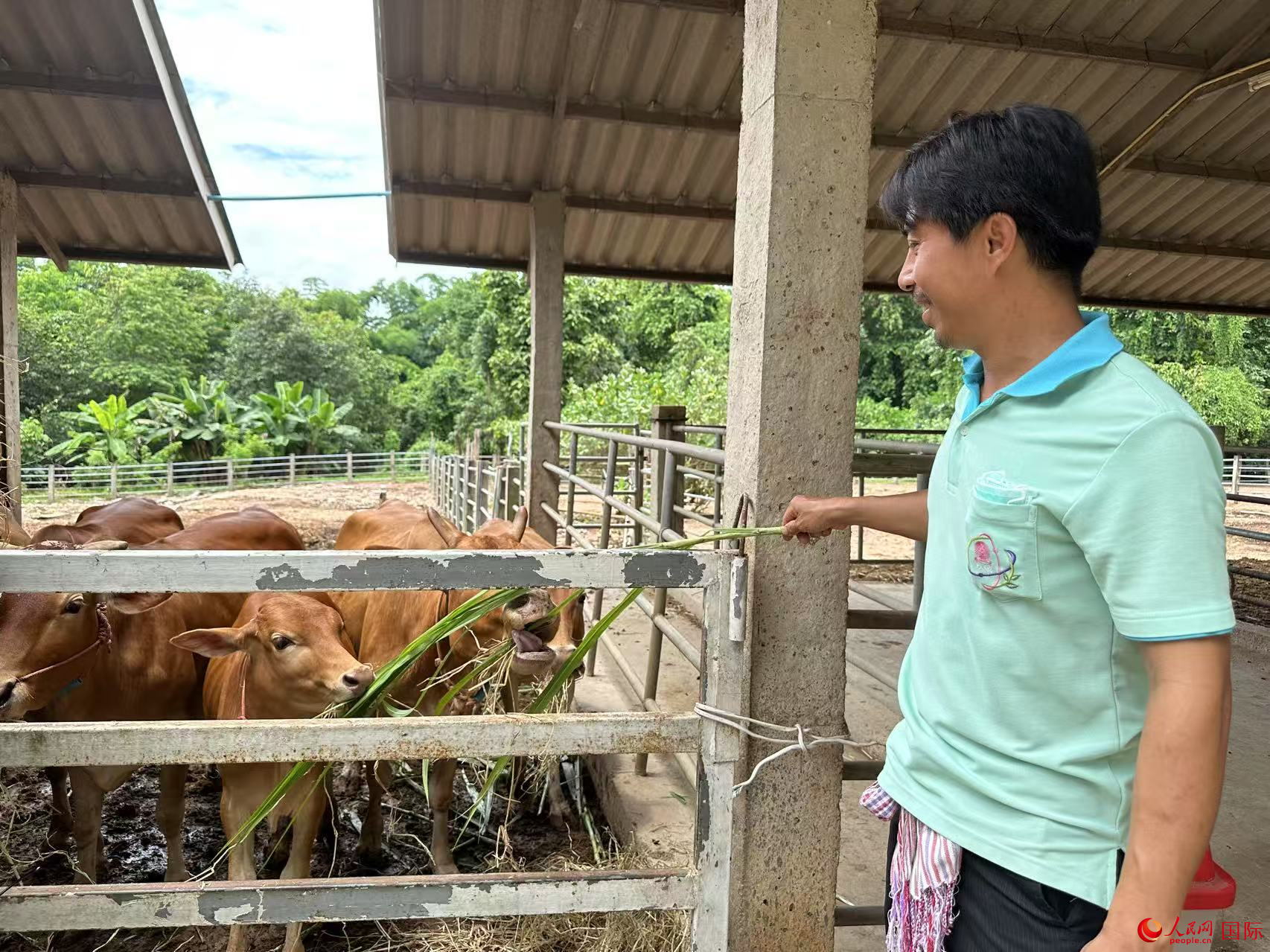 朱拉隆功大学楠府研究中心为农民培育的优良家畜。人民网记者 孙广勇摄