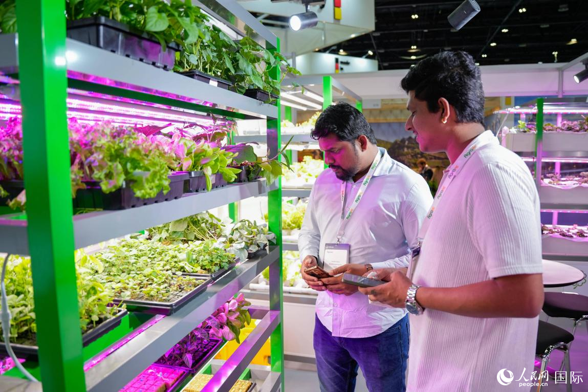 无土栽培展示。人民网 塔里克·易卜拉欣摄