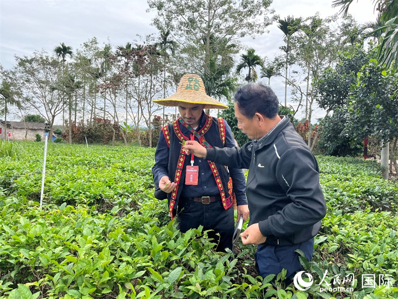 人民网外籍专家瓦利德(左)在海南五里路有机茶业有限公司总经理王见君的指导下体验采茶。人民网记者 陈思摄