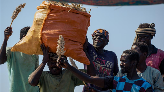 苏丹卡萨拉州：高粱收获