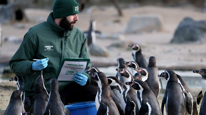 伦敦动物园进行动物年度盘点