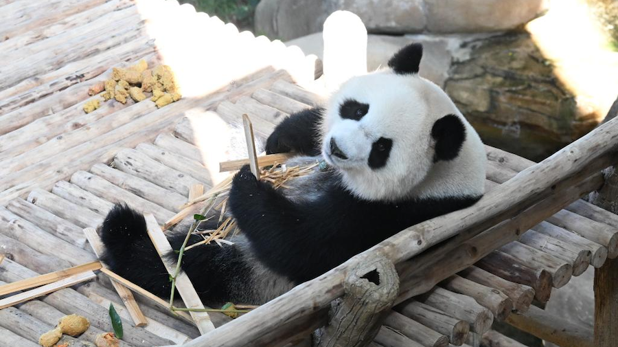 旅马大熊猫“辰星”“晓月”正式亮相