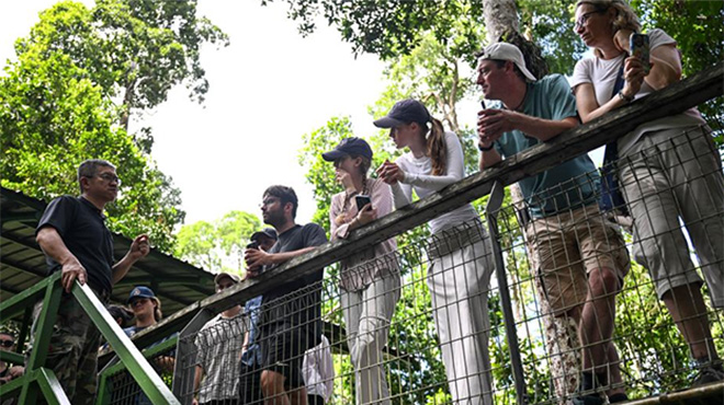 守护雨林中的马来熊