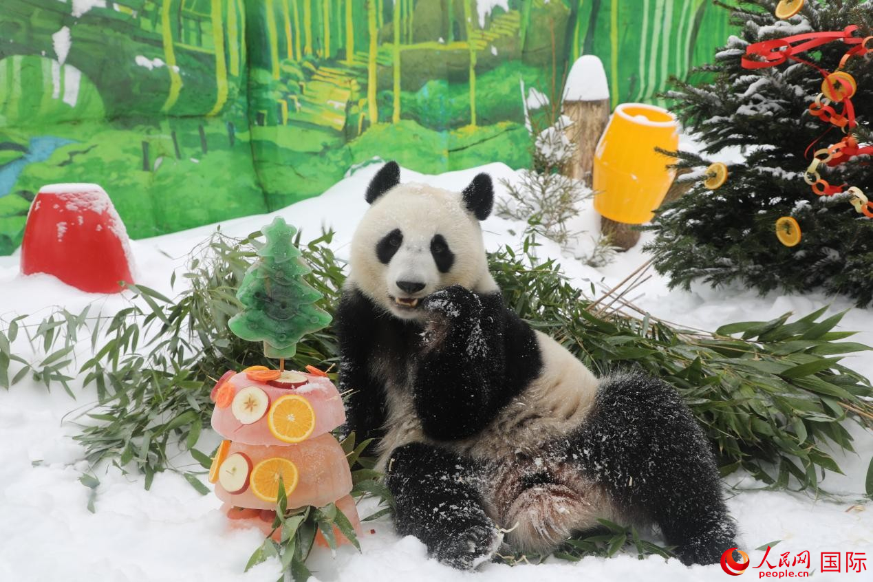 大熊猫“喀秋莎”正在享用园方准备的蛋糕。人民网记者 肖新新摄