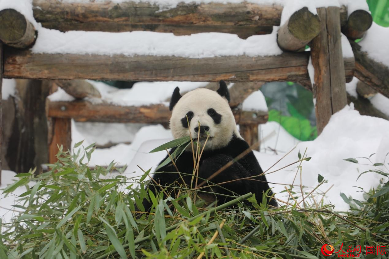 大熊猫“如意”正在享用园方准备的竹子。人民网记者 肖新新摄