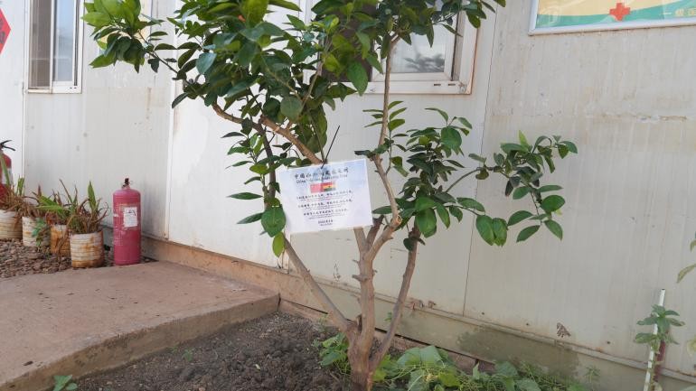 中加友谊之树在中国维和营区再添生机。黄浩摄