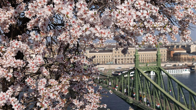 布达佩斯：杏花盛开