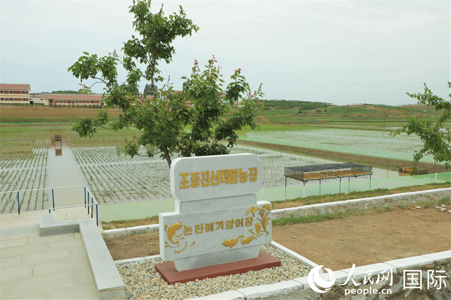 图为农场的稻田养鱼场。 人民网记者 刘融摄